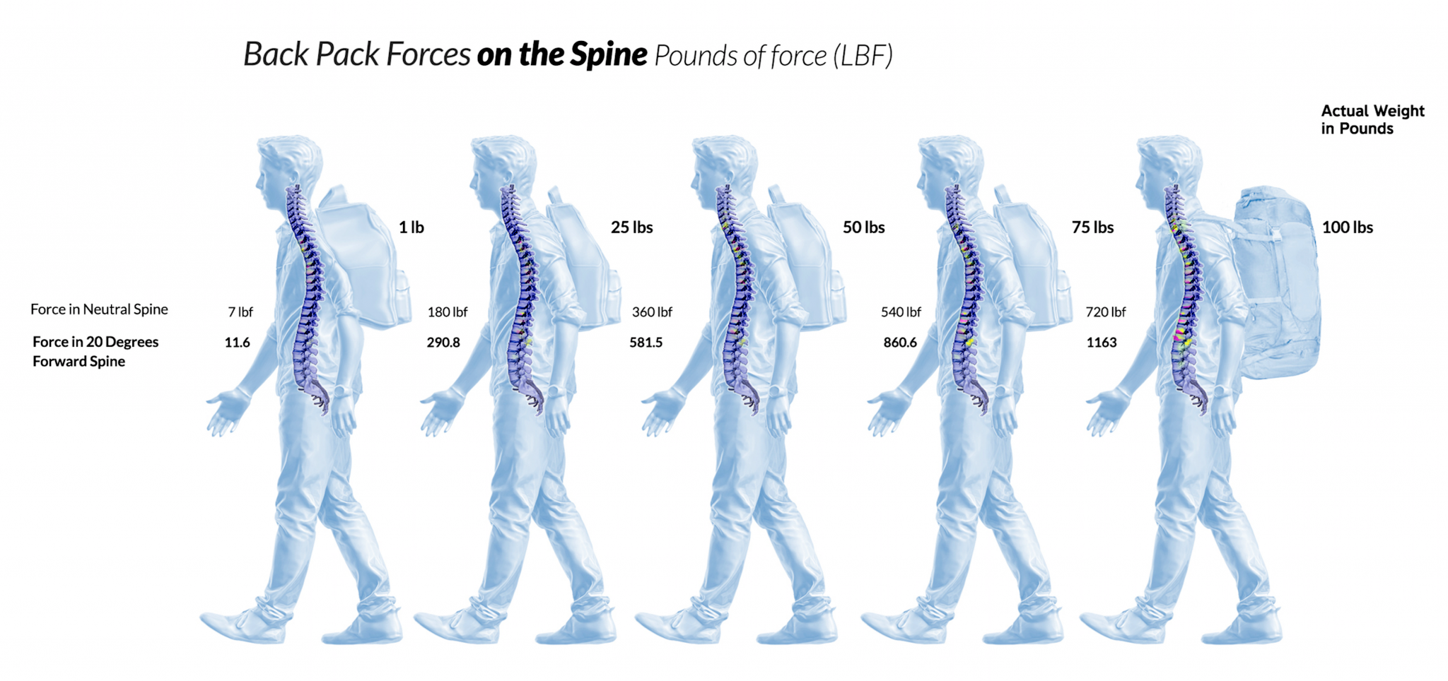 Spine перевод. Back Force. Student so Spine.